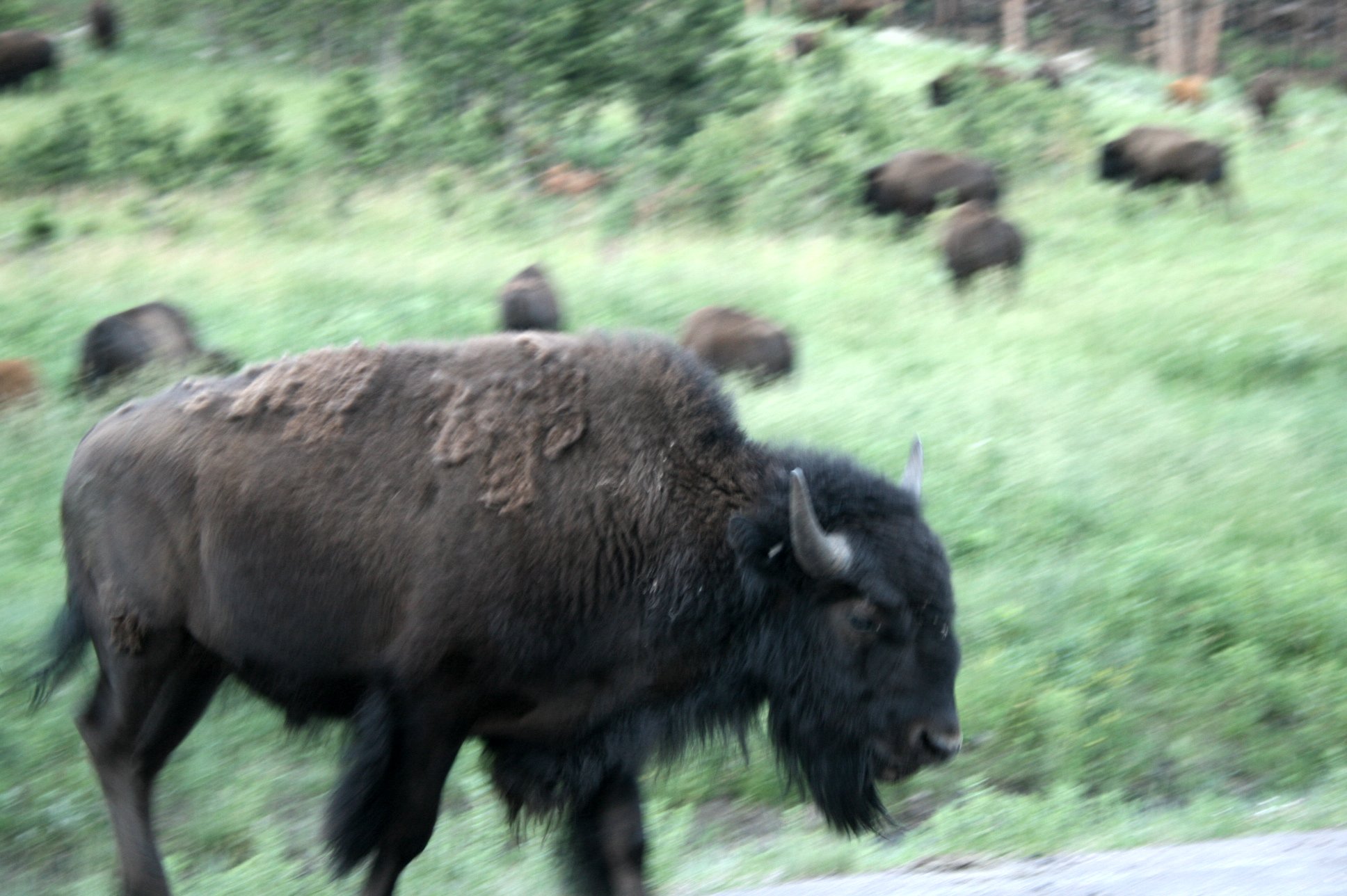 The Plains tribes gained virtually all their resources from the Buffalo herds - thinning out because of White hunting
